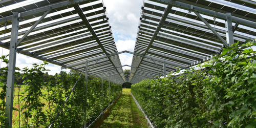 Latest company news about Small-scale solar good for environment, but agrivoltaics might be better
